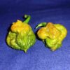 Big Mustard Mama Chilli
