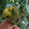 Big Mustard Mama Chilli - Image 2