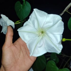 moonflower blooming at night