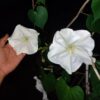 Giant Moonflower - Image 2