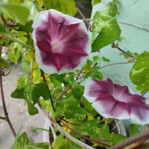 morning glory chocolate blooming in a container