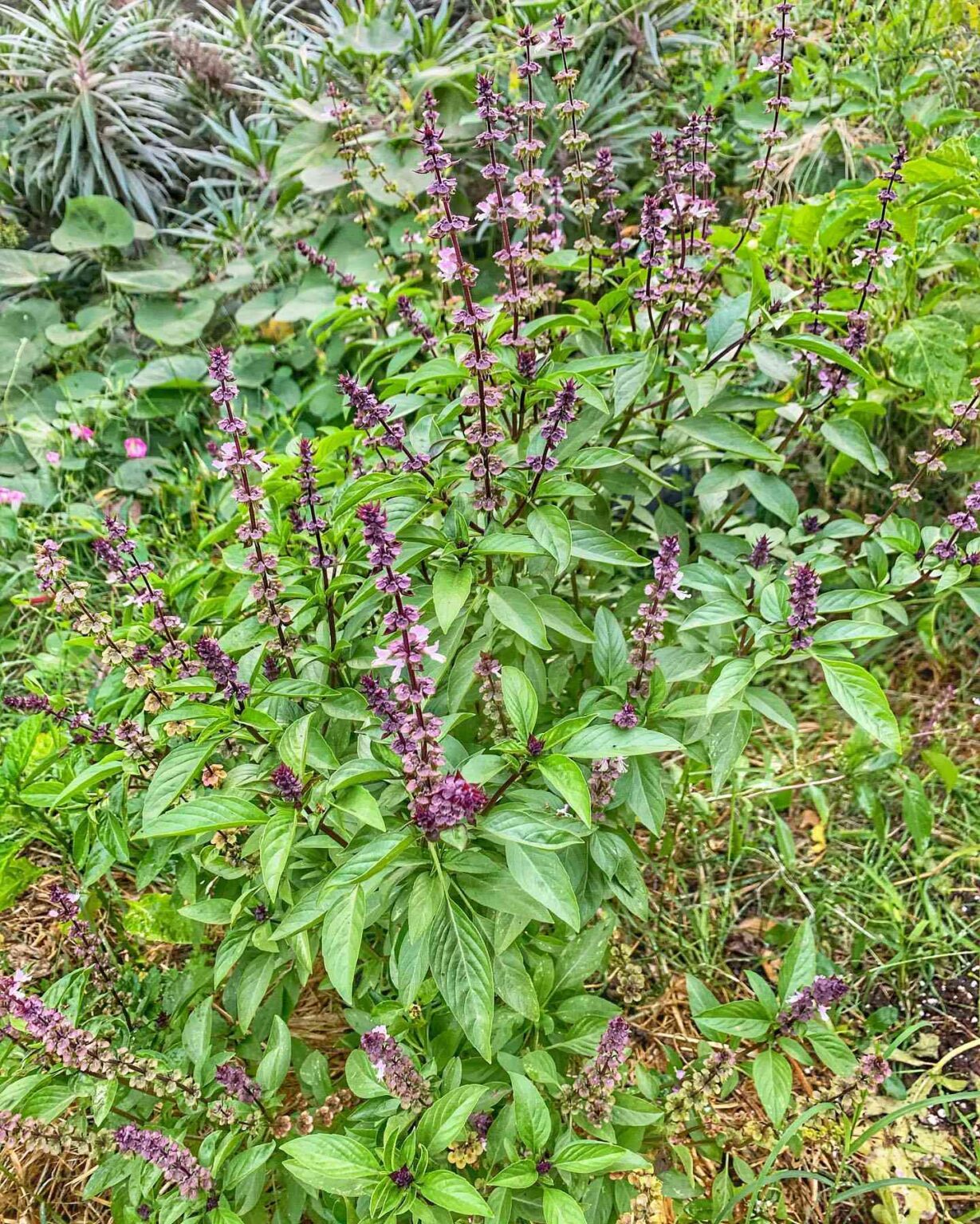 Thai Basil - Mountain Top Seed Bank