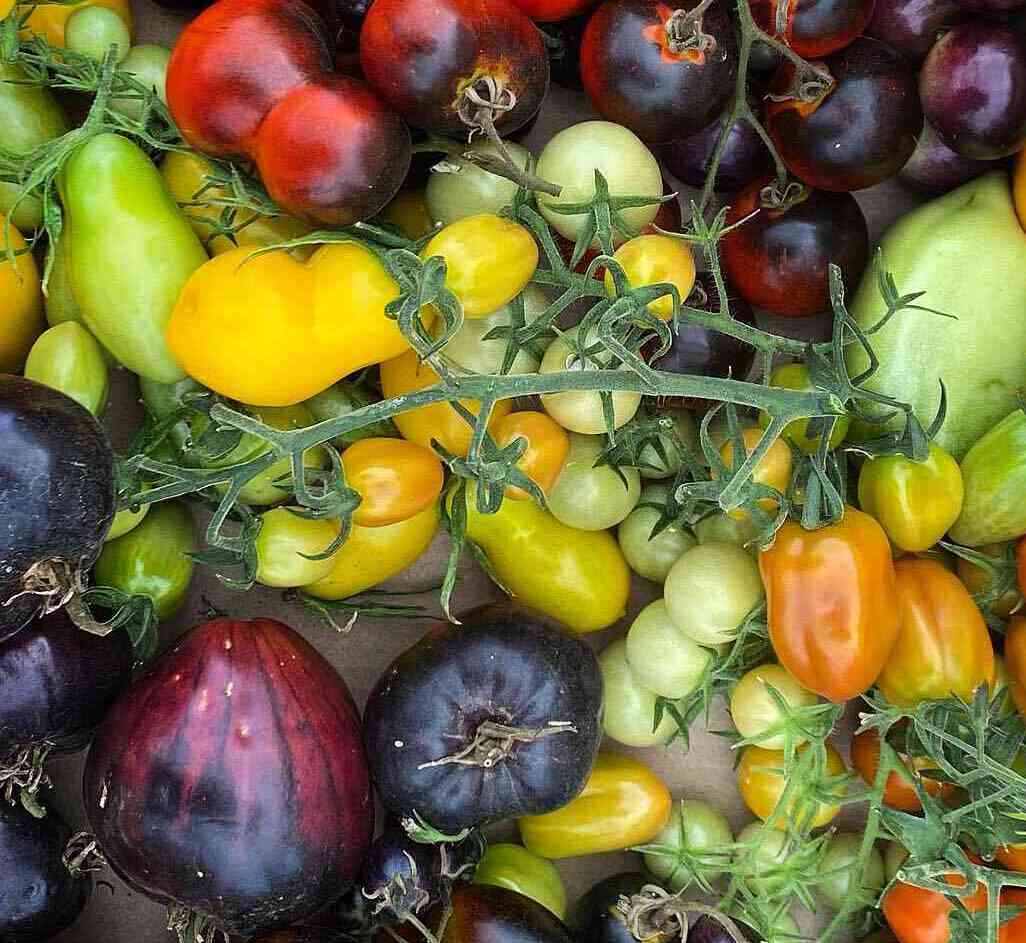 colourful tomato varieties can be grown in winters in India