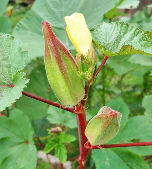 hill country red okra plant with beautiful pods and flowers