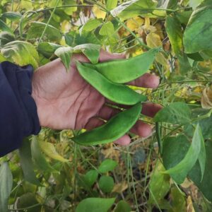 lima christmas beans growing at our farm