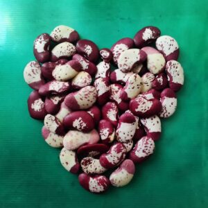 dried christmas lima bean seeds