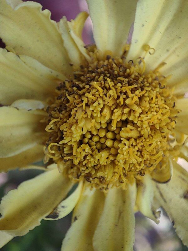 macro shot of marigold daisy wheel