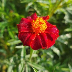 Marigold French Red Metamorph closeup shot