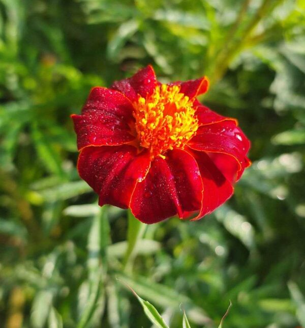 Marigold French Red Metamorph closeup shot