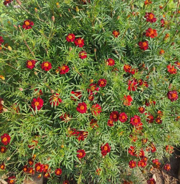 heavy blooms of Marigold French Red Metamorph