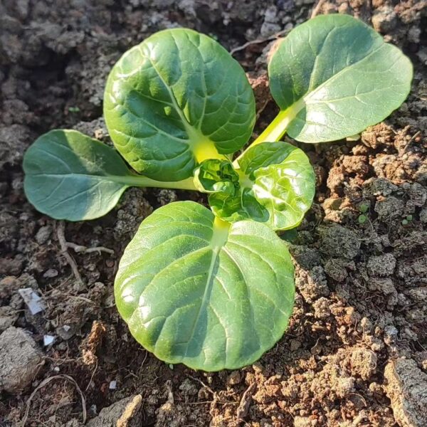 Bok Choy Seeds - Hedou Tiny