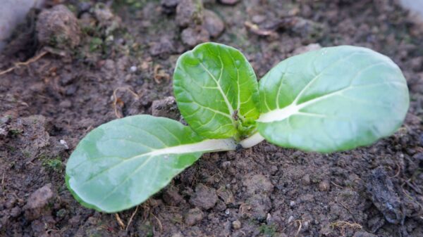 Hedou Tiny pak choi variety