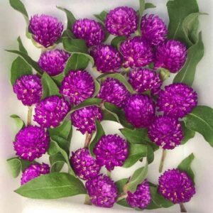 Gomphrena Buddy Purple flower on display