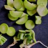 Wasabi Radish - Image 2