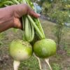 japanese spicy wasabi radish harvested at our farm