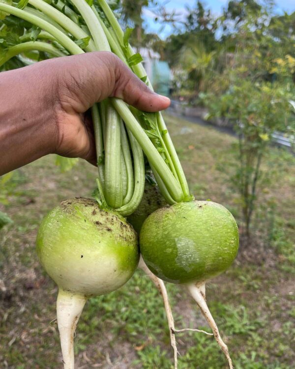 japanese spicy wasabi radish harvested at our farm