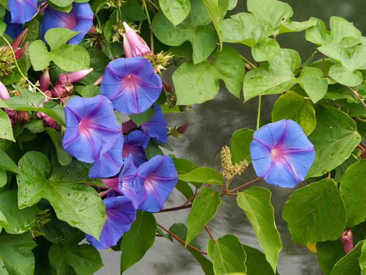 morning glory - perfect plant that thrives during monsoon