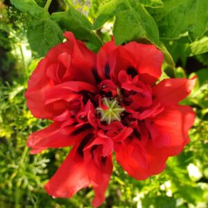 opium poppy blooming