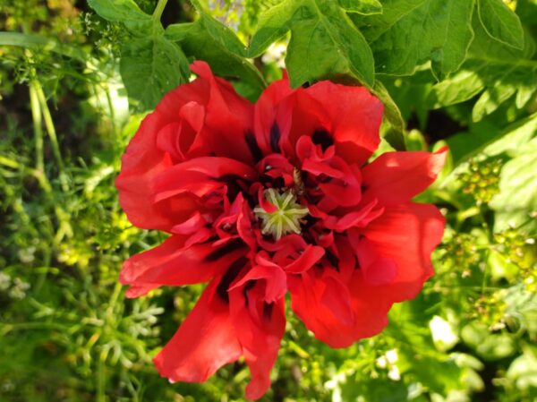 opium poppy blooming