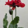 Opium Poppy (Papaver somniferum) Double Red - Image 3
