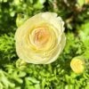 Ranunculus Mix - Image 3