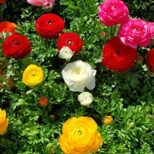 ranunculus mix colour flowers blooming at our farm.