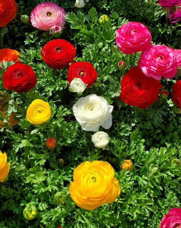 ranunculus mix colour flowers blooming at our farm.