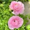 Ranunculus Mix - Image 2