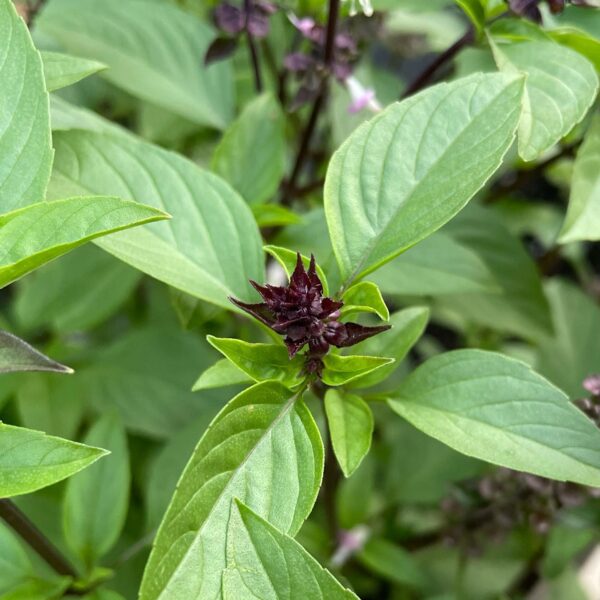 cinnamon basil purple flower closeup