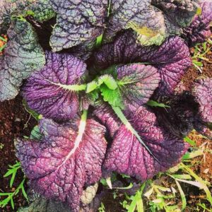 beautiful red purple leaves of giant red japanese mustard