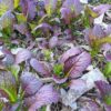 Japanese Giant Red Mustard - Image 2