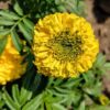 Marigold - Yellow Supreme