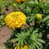 Marigold - Yellow Supreme - Image 2
