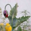 Opium Poppy (Papaver somniferum) Double Red - Image 2