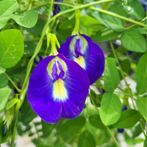 single petel blue aprajita blooming with white spot in middle