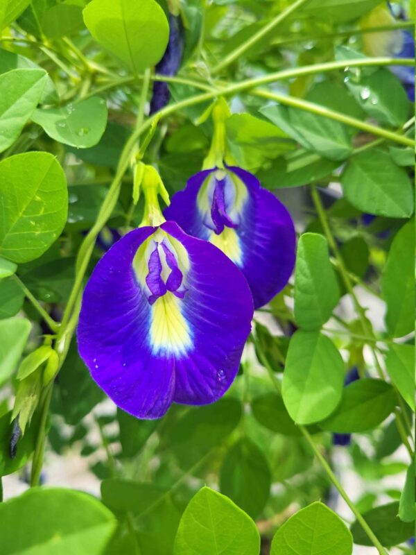 single petel blue aprajita blooming with white spot in middle