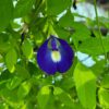 Aparajita (Butterfly Pea) - Single Petal Blue - Image 2