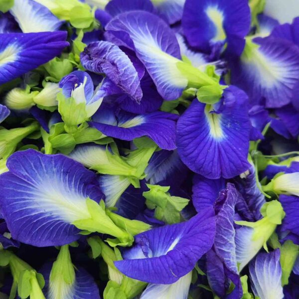 aparaita blue single petel flowers harvested