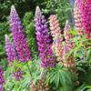 Lupin Pixie Mix