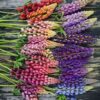 Lupin Pixie Mix - Image 2