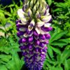 Lupin Pixie Mix - Image 4