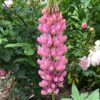 Lupin Pixie Mix - Image 3