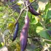Nagasaki Long Eggplant - Image 2