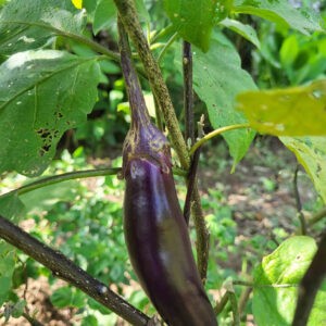 nagasaki eggplant plant with beautiful long and almost black colout fruit