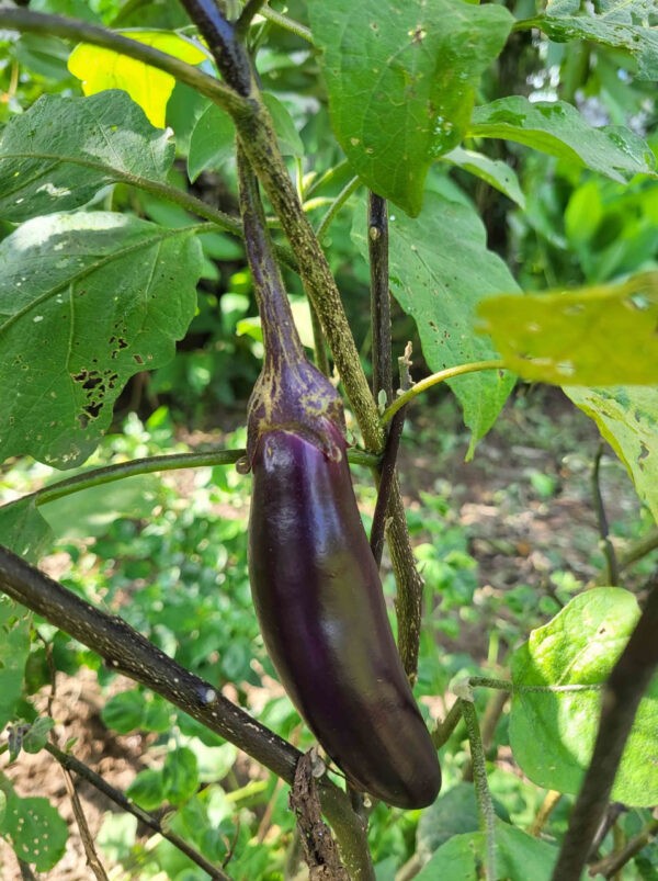 nagasaki eggplant plant with beautiful long and almost black colout fruit