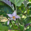 nagasaki eggplant producing beautiful flowers