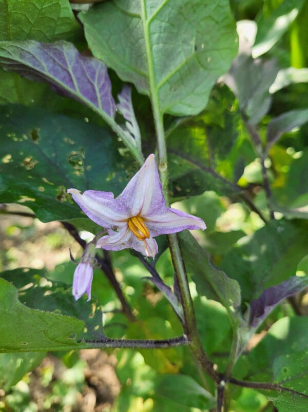 nagasaki eggplant producing beautiful flowers