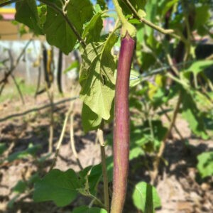 long singhi bhata brinjal growing at our farm in dehradun.