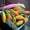 Striped Toga Eggplant