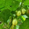 Striped Toga Eggplant - Image 3